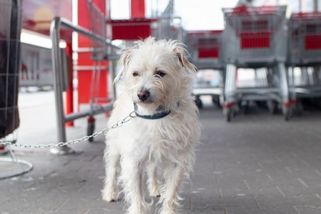 Se psem do obchodu? Většina supermarketů má zákaz. Výjimky vás překvapí, velký přehled!